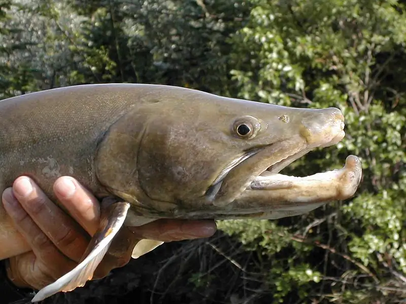A large bull trout held in two hands, showing its long body and pale spotted markings.