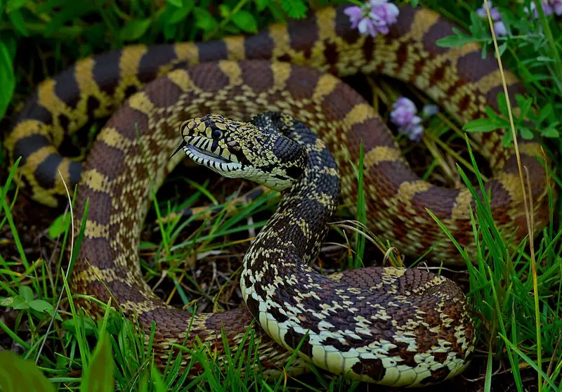 A bullsnake with its head raised slightly off the ground, scales patterned in tan, brown, and black.