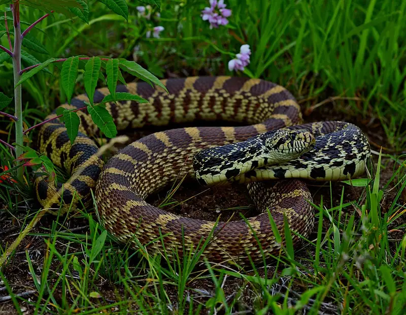 A bullsnake with tan and brown blotched scales stretched across bare ground.