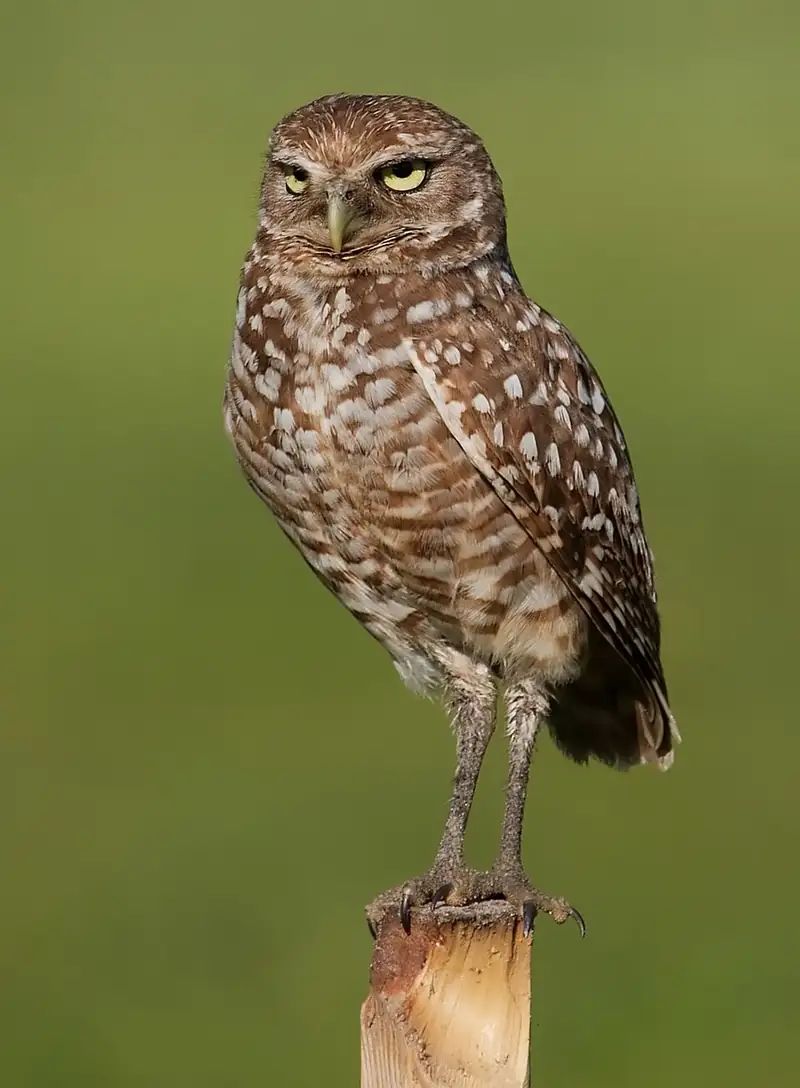 A burrowing owl standing on bare ground, looking directly at the camera.