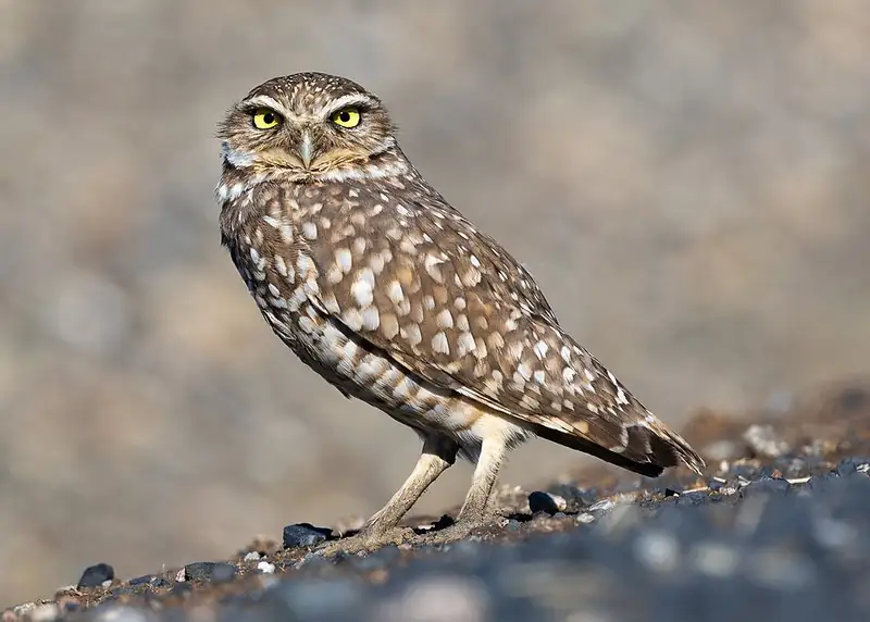 A burrowing owl standing upright at the entrance to its ground burrow in daylight.