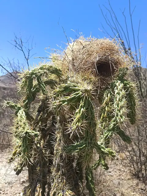 A cactus wren nest, football-shaped with a tunnel entrance, built inside the spiny arms of a cholla-type cactus.