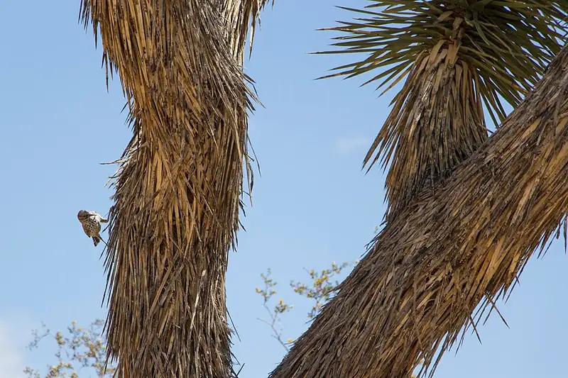 A cactus wren perched at Joshua Tree National Park, showing its speckled brown back, barred tail, and white eyebrow stripe.