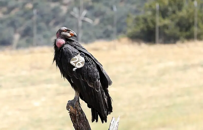 A California condor perched on a rock with a numbered tag on its wing.