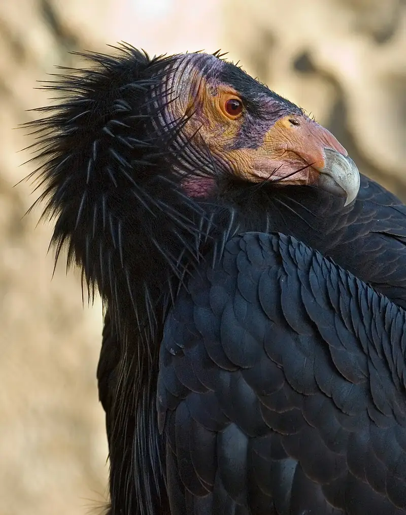 A close view of a California condor's bare orange head, hooked beak, and ruff of black neck feathers.