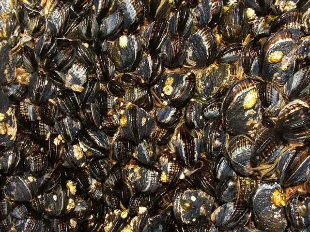 A single California mussel showing its long blue-black ridged shell.