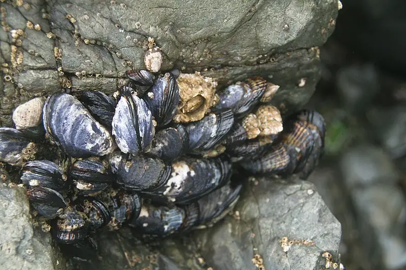 A dense bed of blue-black California mussels packed together on a wet coastal rock.