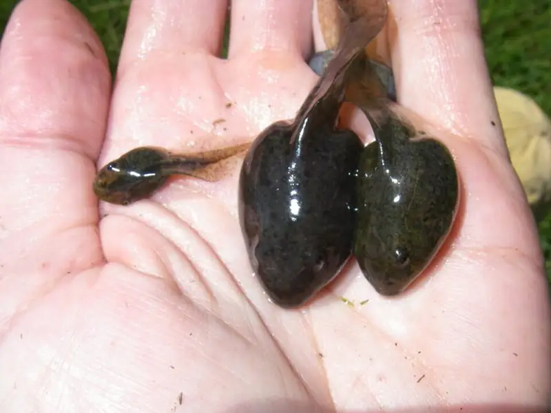 A cluster of dark California red-legged frog tadpoles in shallow water.