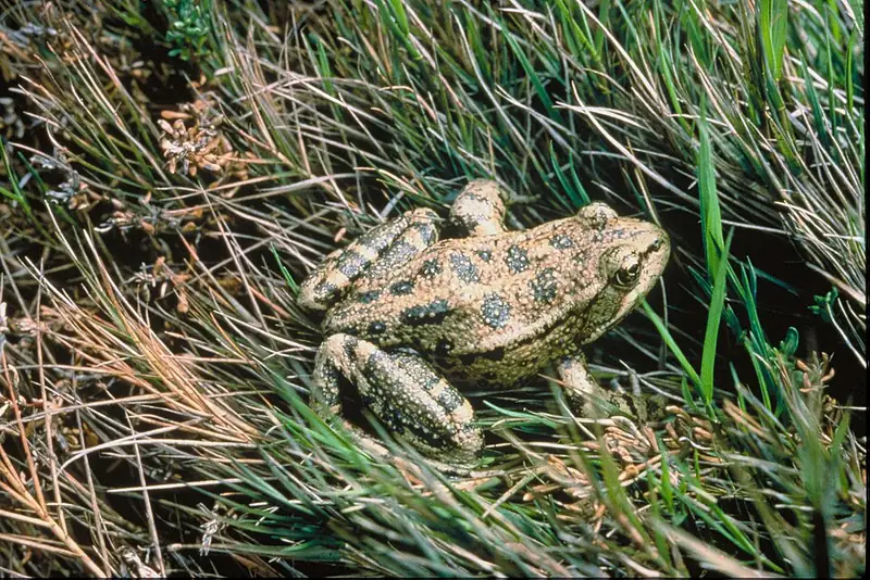 A California red-legged frog sitting at the edge of the water.