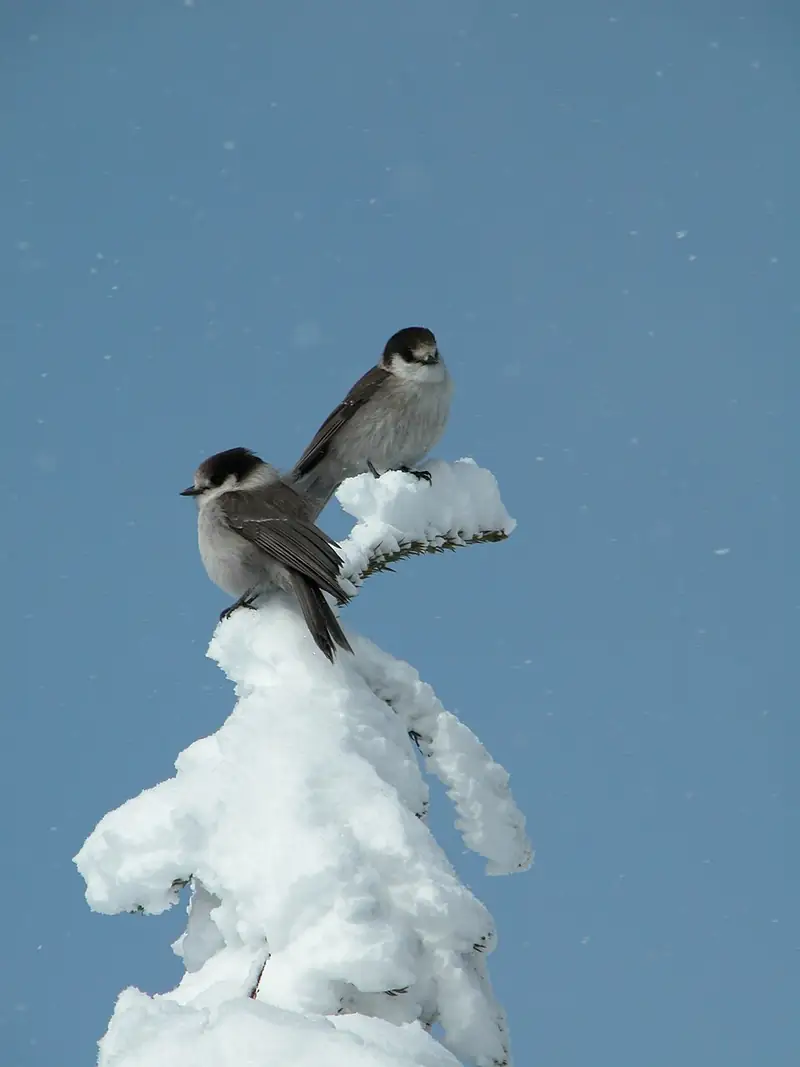 Two Canada jays perched together in a snowy tree in winter.