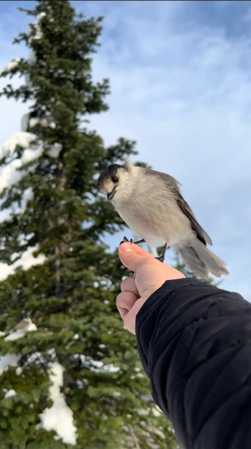 A Canada jay perched on a person's outstretched hand near Mount Rainier.
