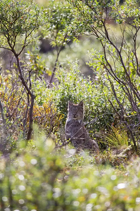 A Canada lynx sitting partly hidden among green summer shrubs, watching the camera.