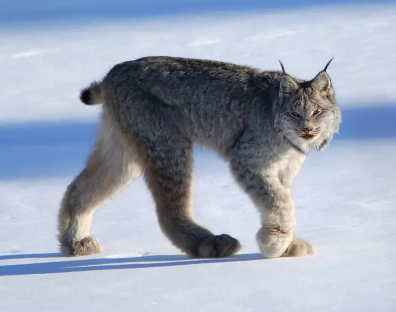 A Canada lynx walking across snow, showing its tufted ears and the wide, furred paws it uses like snowshoes.