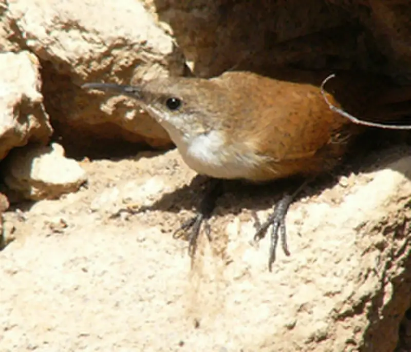 A canyon wren standing on a rocky ledge at Black Canyon.