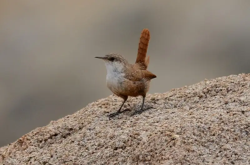 A canyon wren clinging to a rough cliff face.
