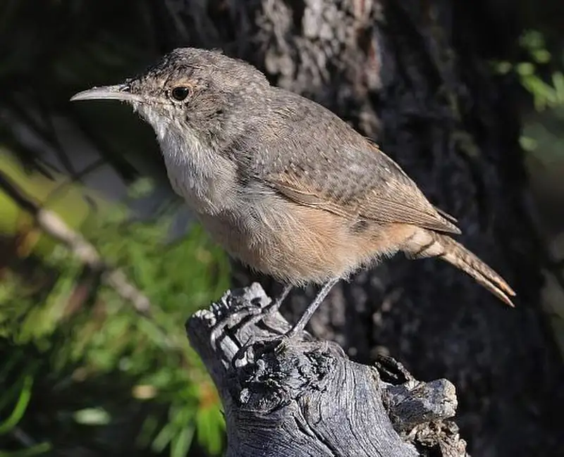 A small rusty-brown canyon wren with a white throat perched on a rock.