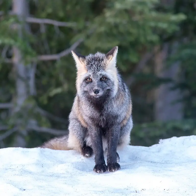 A Cascade red fox near Narada Falls on the Paradise road at Mount Rainier, part of the same food-habituated group of foxes park biologists monitor.