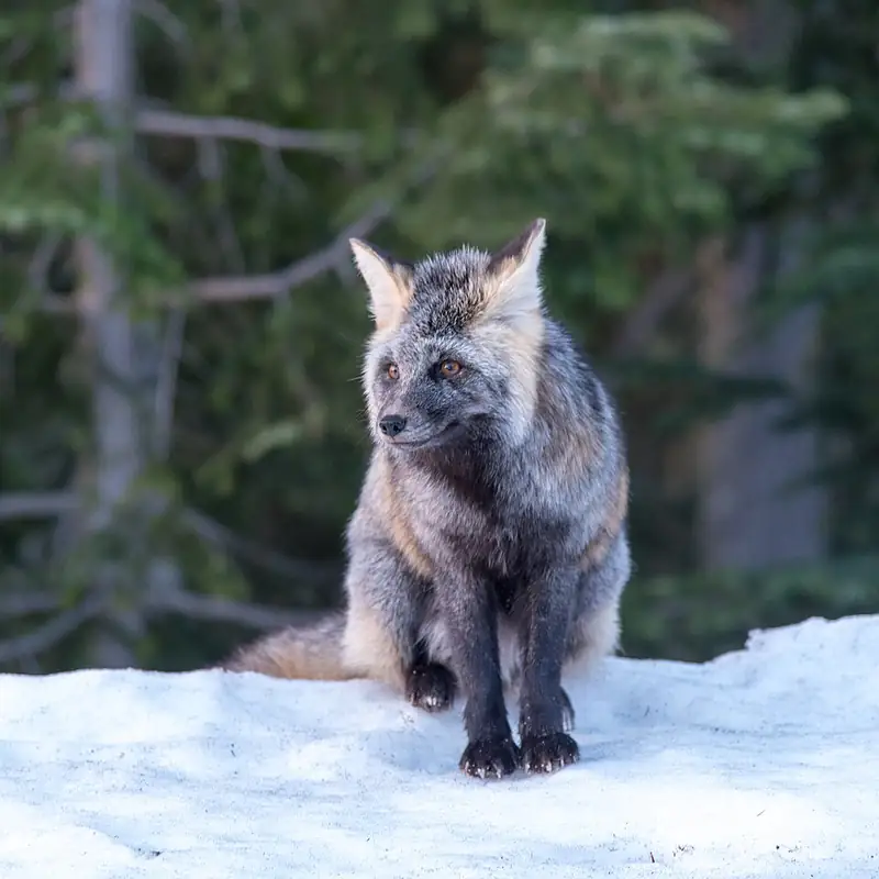 A Cascade red fox standing in snow beside the road to Paradise at Mount Rainier National Park.
