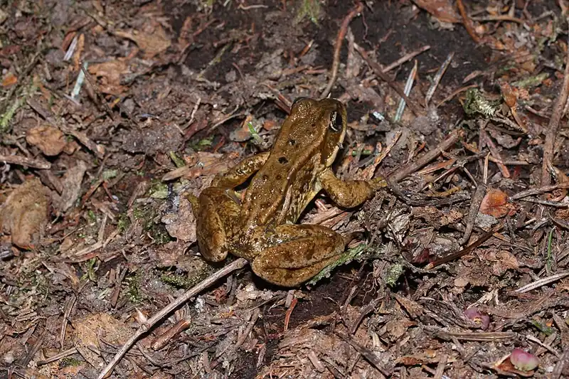 A Cascades frog seen from above on wet ground, showing its dark spots.