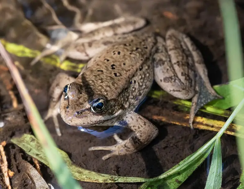 A Cascades frog with brown, black-spotted skin sitting in a shallow meadow pool.