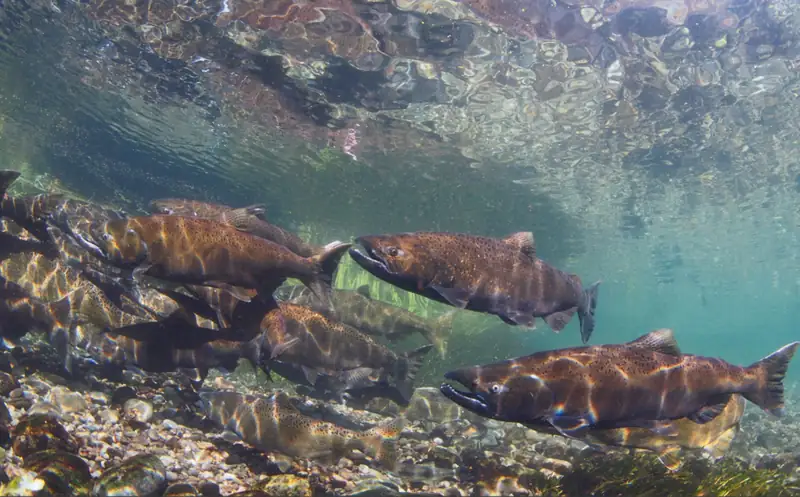 A Chinook salmon swimming underwater at McAllister Springs in Washington state.
