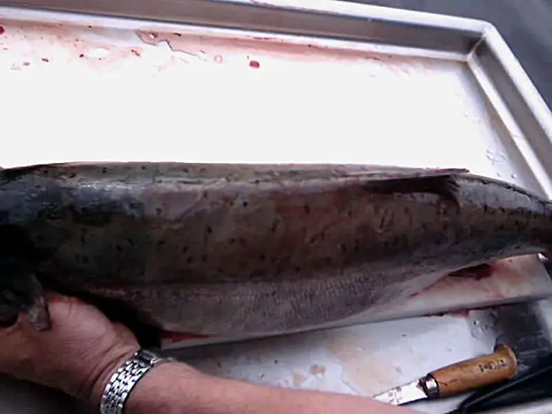 An adult Chinook salmon held above the water, showing its dark-spotted back and large size.