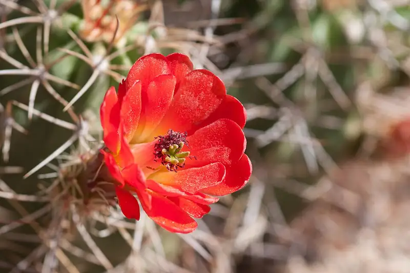 Close view of a single bright red claret cup flower opening on a spiny cactus stem.
