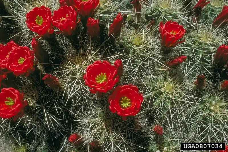 A mound of spiny cactus stems topped with several bright scarlet, cup-shaped flowers.