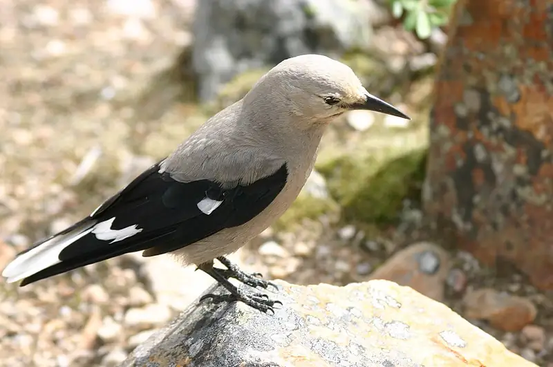 A Clark's nutcracker showing its long straight bill.