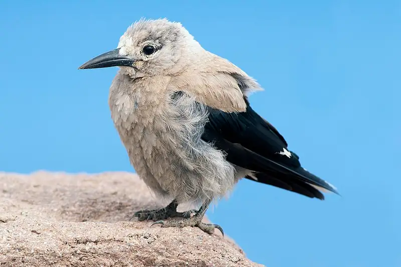 A Clark's nutcracker perched on a branch at Crater Lake National Park.