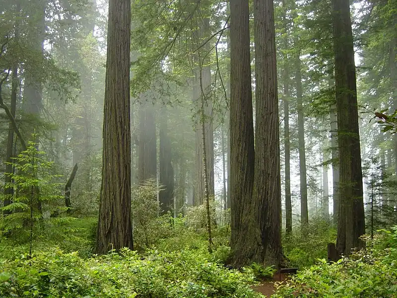 A redwood forest filled with drifting fog, tall trunks fading into gray mist.