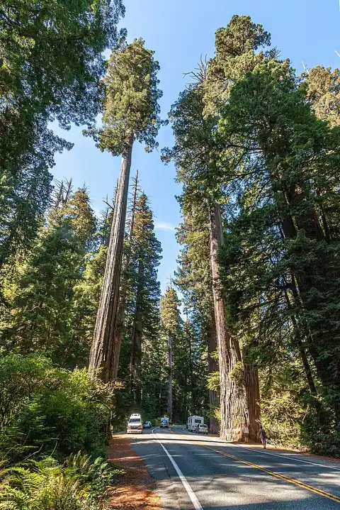 Tall coast redwood trees lining a forested highway, their trunks rising straight out of frame.