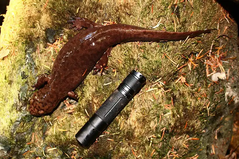A coastal giant salamander next to a flashlight for scale, showing its large size.