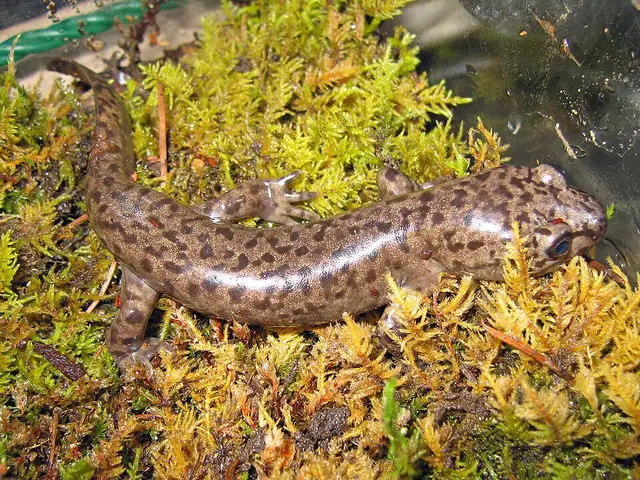 A coastal giant salamander with mottled brown and tan skin resting on the forest floor.