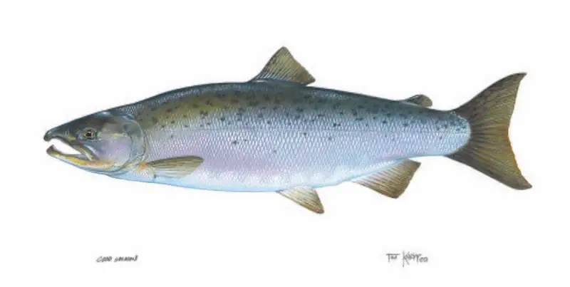 A silver-sided coho salmon, its ocean-phase coloring before it turns red to spawn.