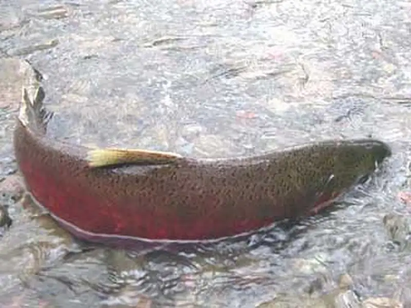 A spawning coho salmon showing its hooked jaw and reddish coloring in a shallow stream.