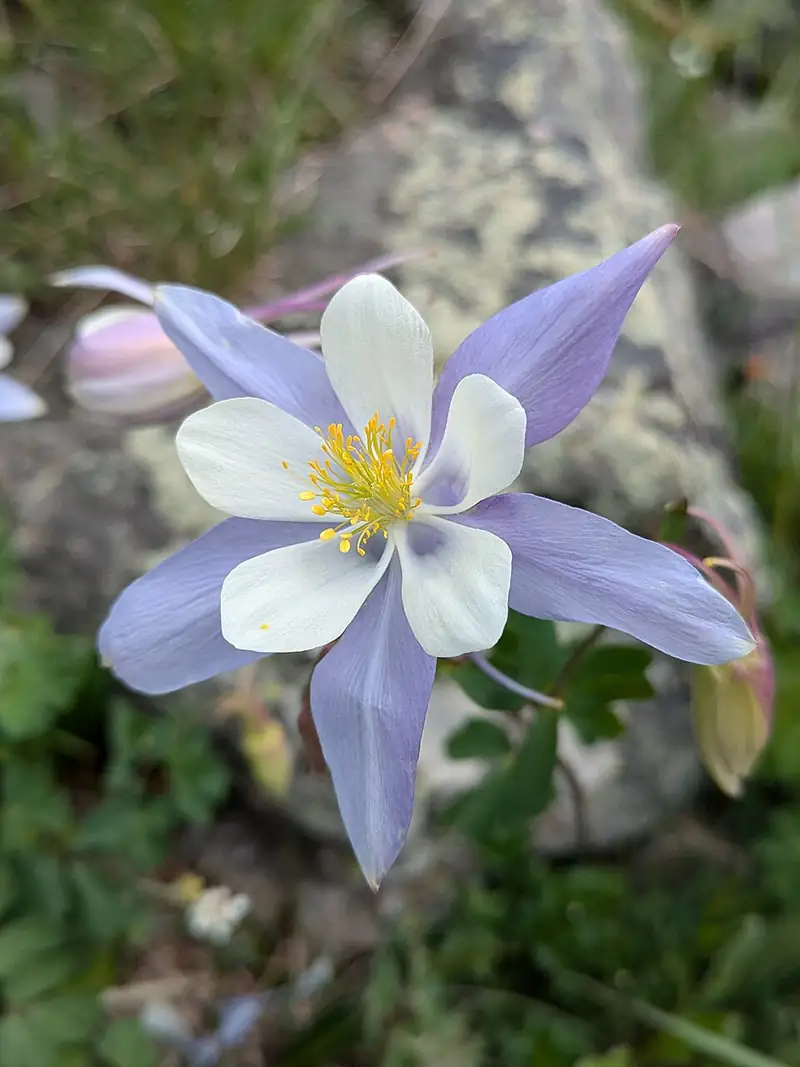 A single blue and white columbine flower photographed close up at timberline in Colorado.