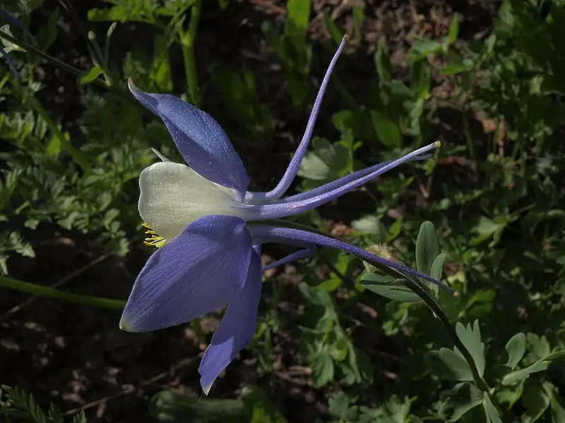 A blue and white Colorado columbine flower with long backward-pointing spurs, photographed in a Colorado forest.
