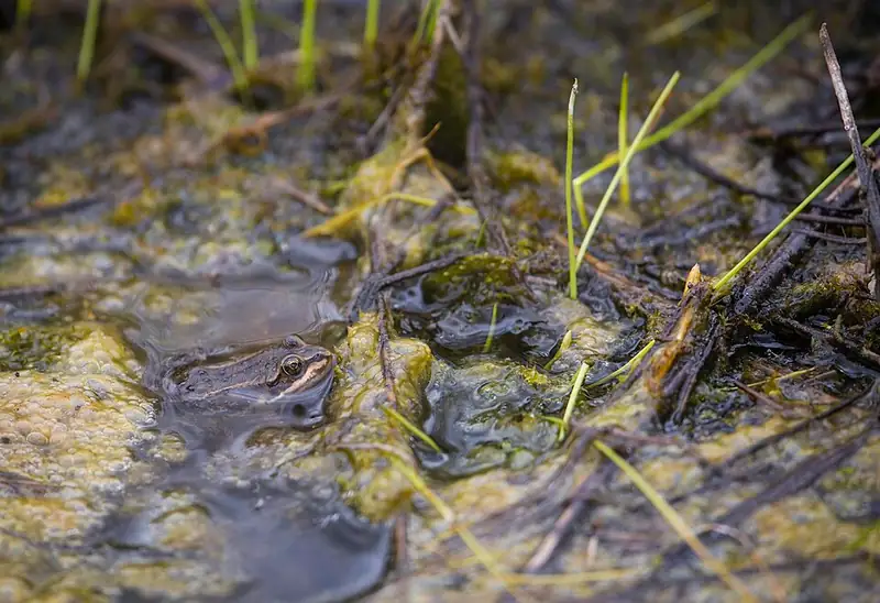 A Columbia spotted frog on wet ground near Mammoth Hot Springs, Yellowstone.
