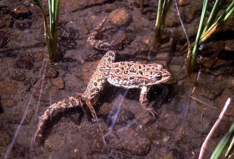 A Columbia spotted frog resting at the edge of a pond in Yellowstone, showing its spotted olive back.