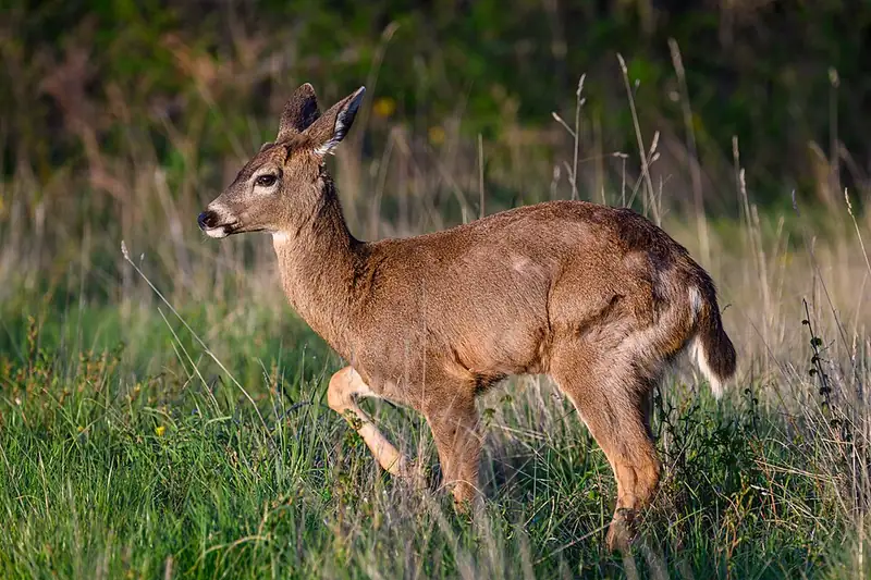 A Columbian black-tailed deer standing in a park in Victoria, British Columbia, its black tail visible.