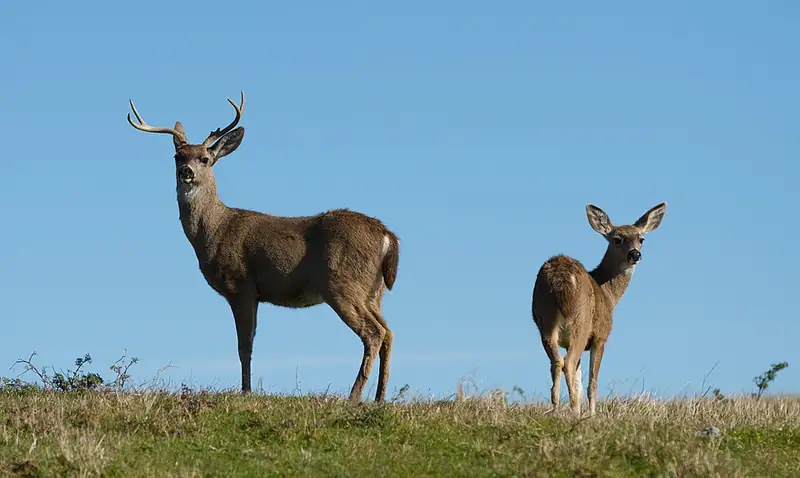 A male and female Columbian black-tailed deer standing together at Point Reyes National Seashore.