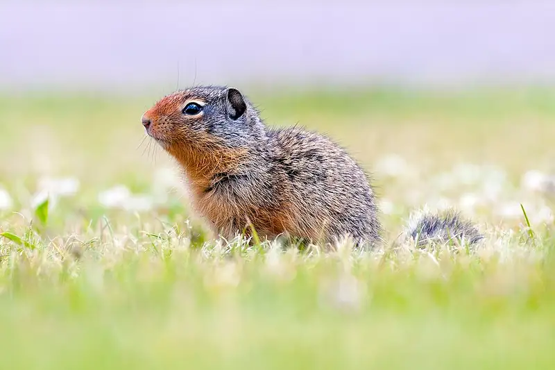 A Columbian ground squirrel sits upright in meadow grass with its head raised, watching the sky.