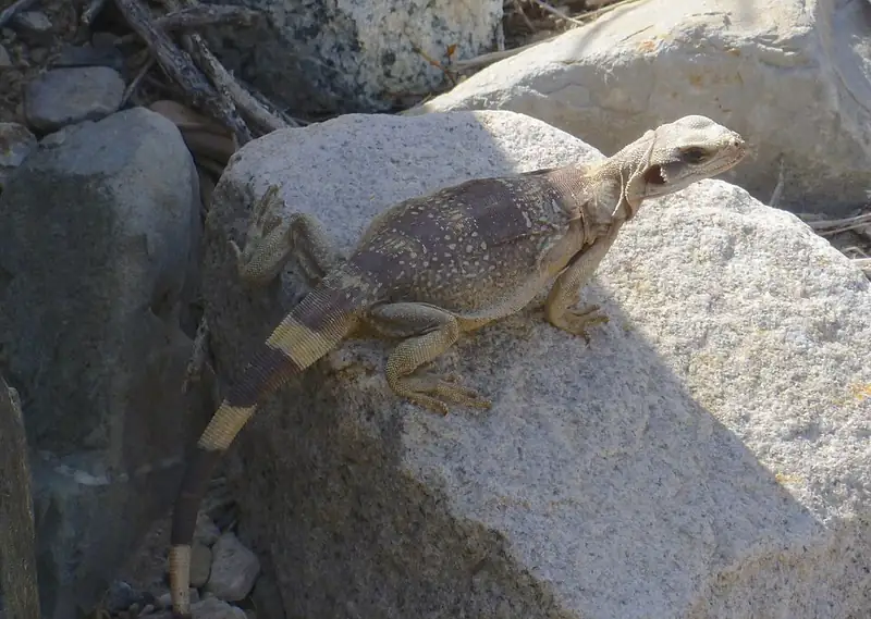 A common chuckwalla on a rock in a desert setting, showing its dark head and banded tail.