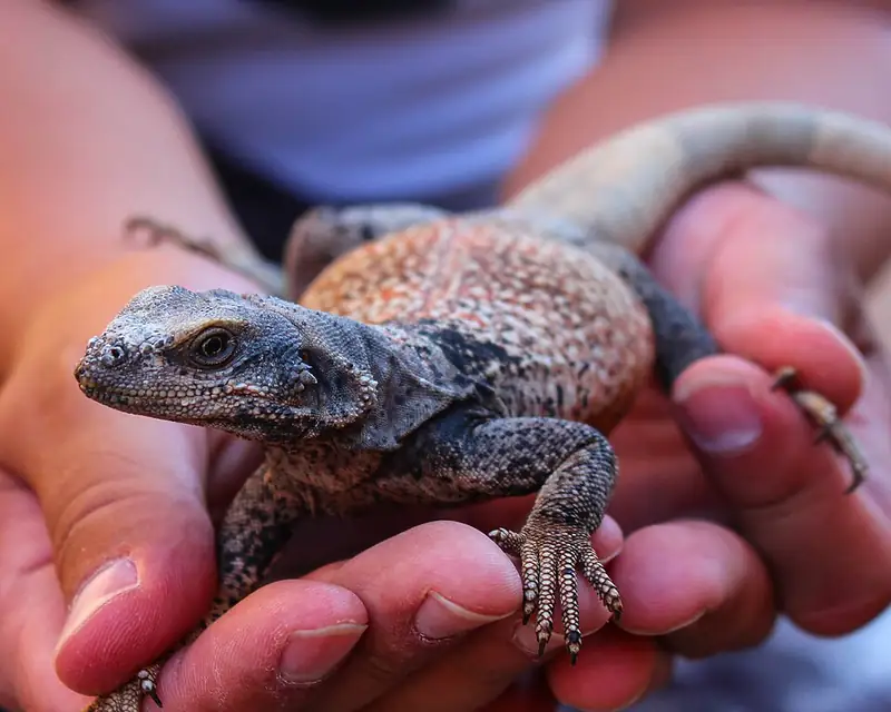A common chuckwalla resting on rock, showing its heavy body and loose folds of skin.