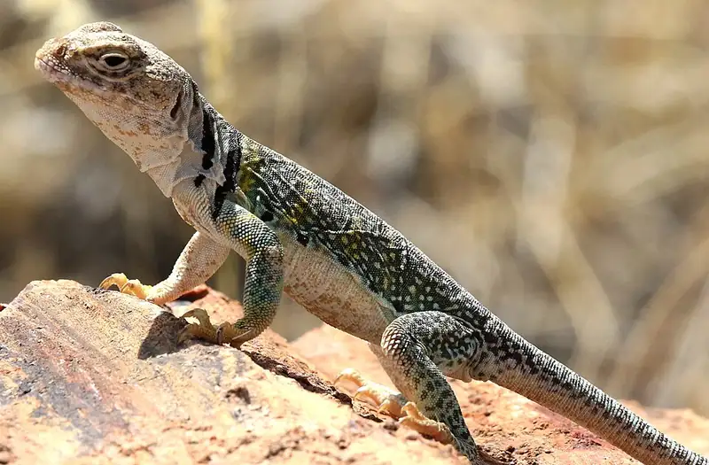 A collared lizard resting on a fallen petrified log in the desert.