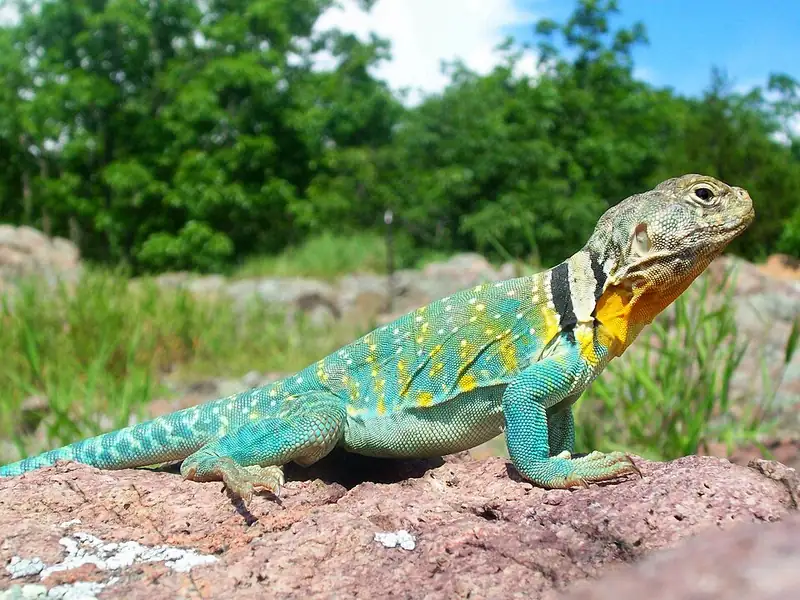 A male collared lizard on a rock, showing a gold head, greenish body, and two black bands around the neck.