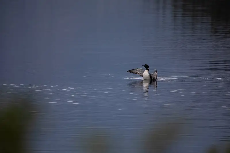 A common loon rears up on calm blue water with its wings half spread and its white chest showing.