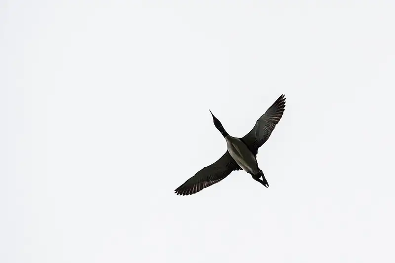 A common loon flying overhead against a pale sky, neck stretched forward and feet trailing behind the tail.