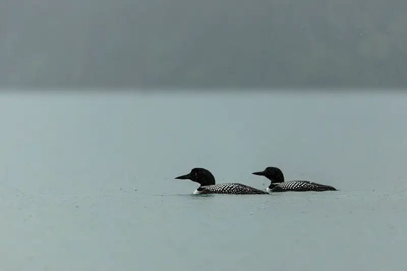 Two common loons swimming low on a gray lake in the rain, black heads up and checkered backs showing.